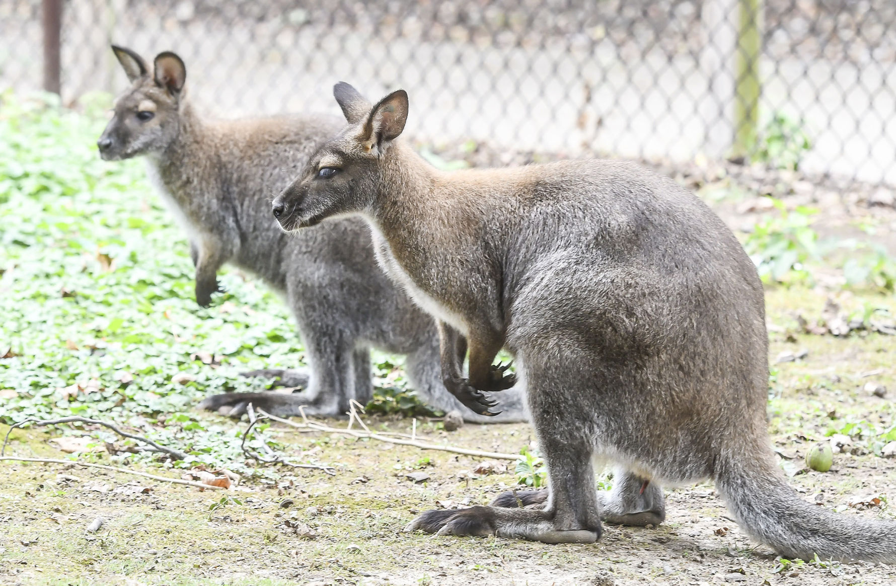 Red-necked wallabies